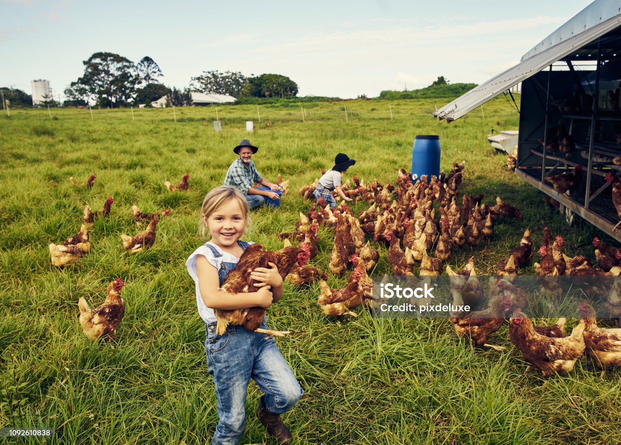 Happy Chickens